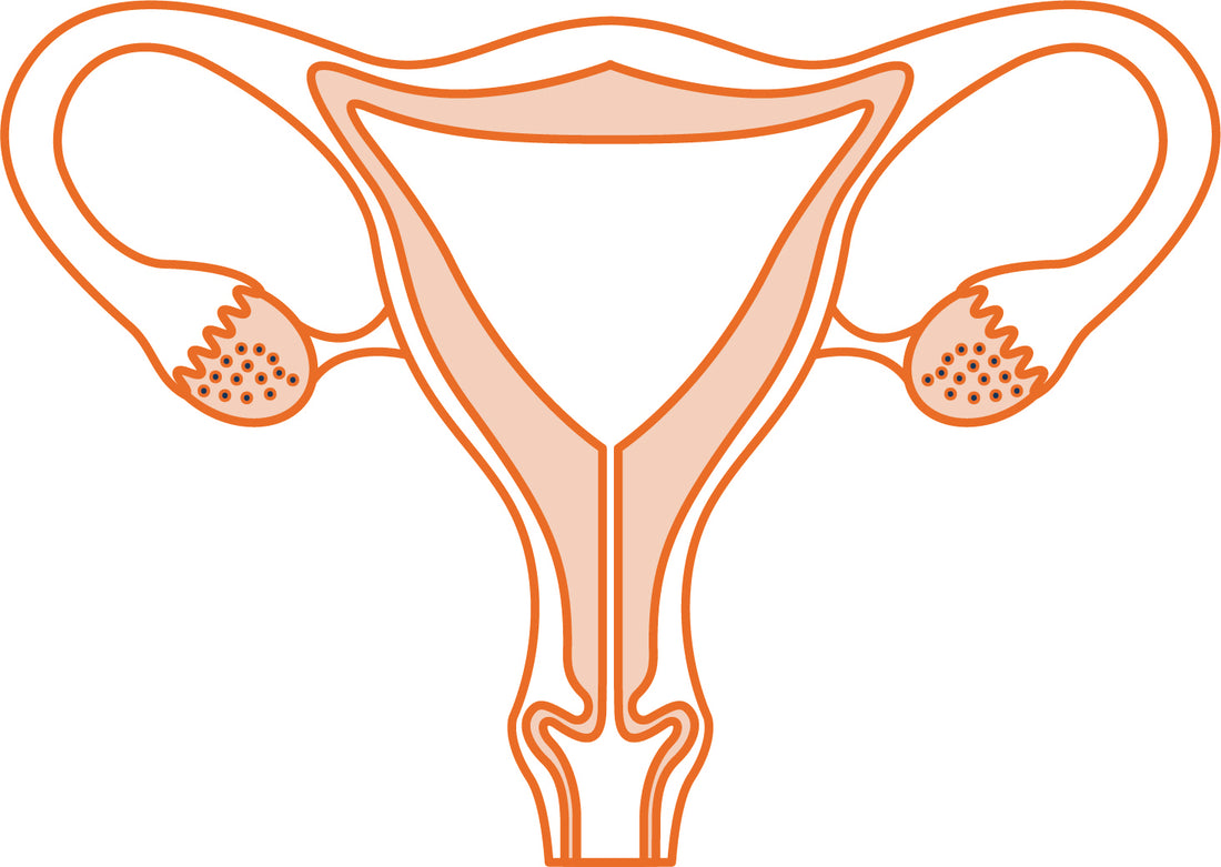 Drawing of a woman's uterus
