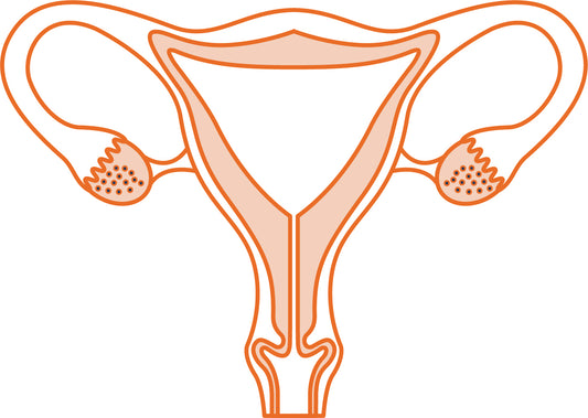 Drawing of a woman's uterus